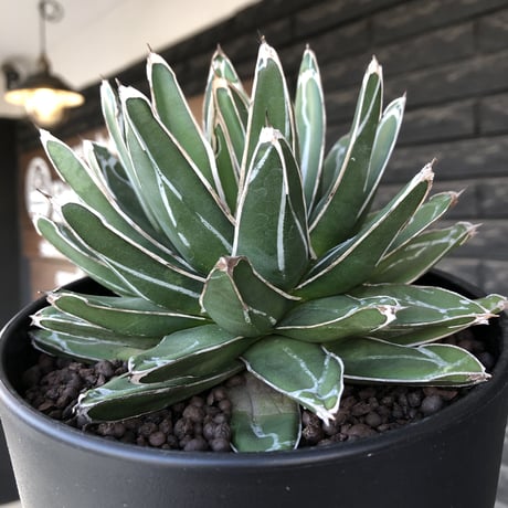 agave  笹の雪《L size》※現地球発根後店主国内管理3年株※big且つ締まり良きbalanceも美しい良樹形※blackプラ鉢植え