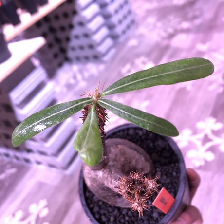 packypodium  gracilius《M  size》※現地球発根済株‼︎※A面は恐竜の卵柄が入り、B面は現地焼けのある小さめでもぼってり🥚卵型樹形‼︎※mad black pot植え