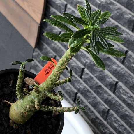 希少‼︎dorstenia gigas《小さめL  size》littmon  seed🌱8年株※ぼってり株元に良枝振りバランス良きリトモン渾身の一株※mad black pot植え