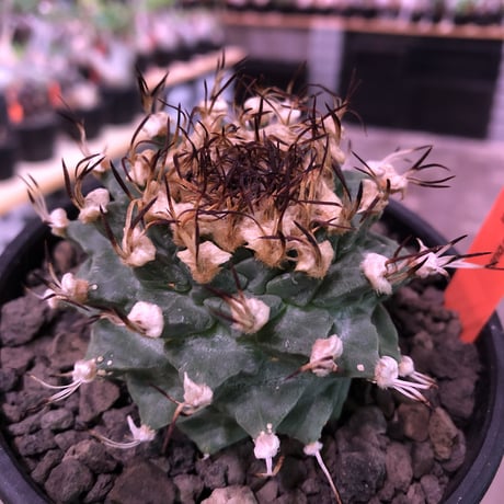 turbinicarpus  alonsoi《L size》希少現地球発根済株※店主国内管理8年株※大変ビッグ且つ樹形balanceも良く最高株※mad black bowl  pot植え