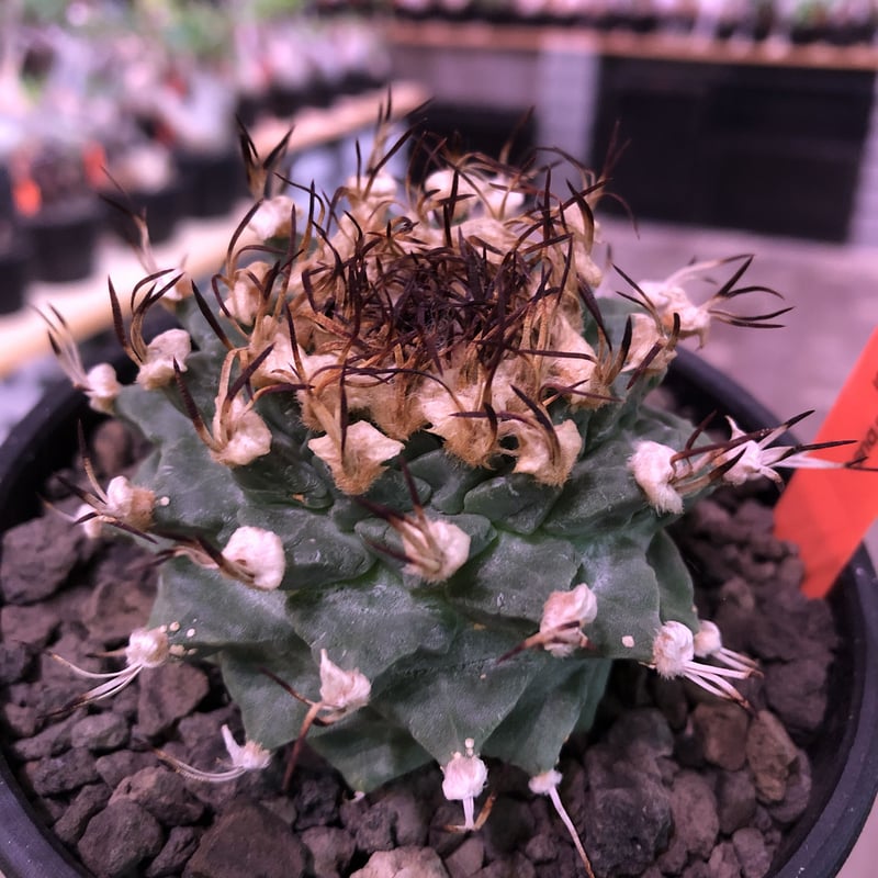 トルコアナトリア大壺Ｌ20 ツルビニカルプス アロンソイ 実生 寄せ植え Turbinicarpus
