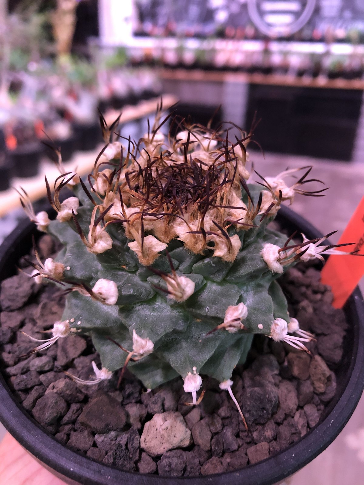 turbinicarpus alonsoi《L size》希少現地球発根済株※店主国内