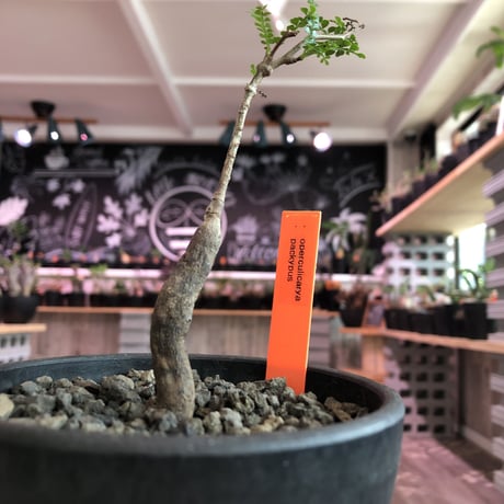 opercullicarya   packypus  littmon  seed🌱 《4年半株》※mad black  bowl  pot植え （限定5株）