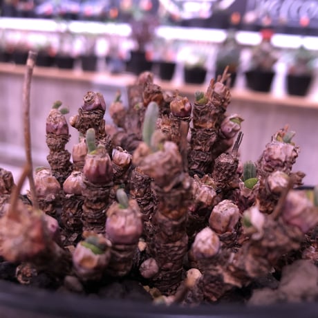 monilaria   pisiformis《M size》激希少群生株   ※冬型caudex‼︎　※浅鉢植え