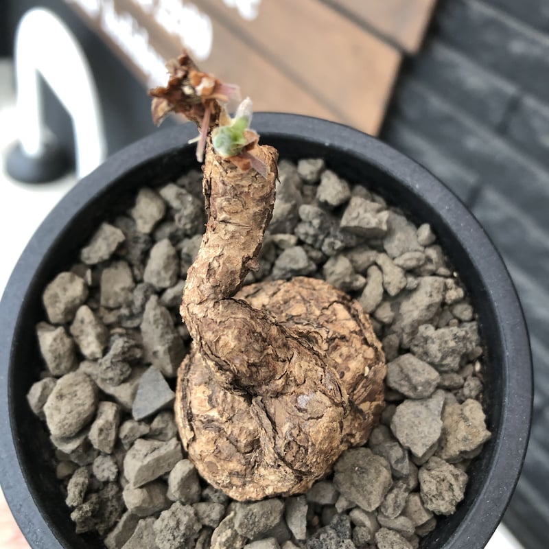 落葉中【コレクション株】ペラルゴニウムトリステ現地株発根済み