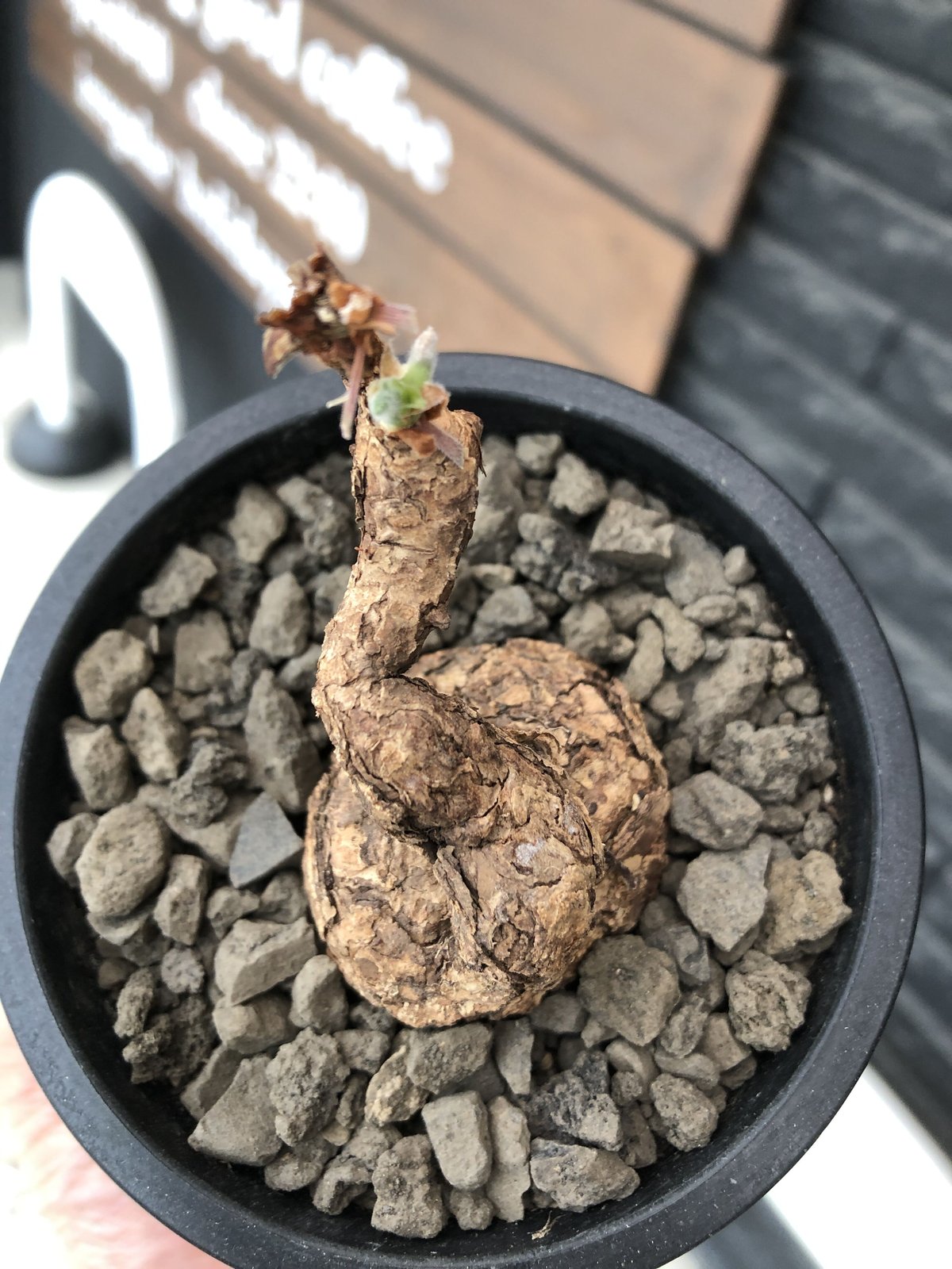 pelargonium triste《M size》※現地球発根後店主国内管理1年株※味深き