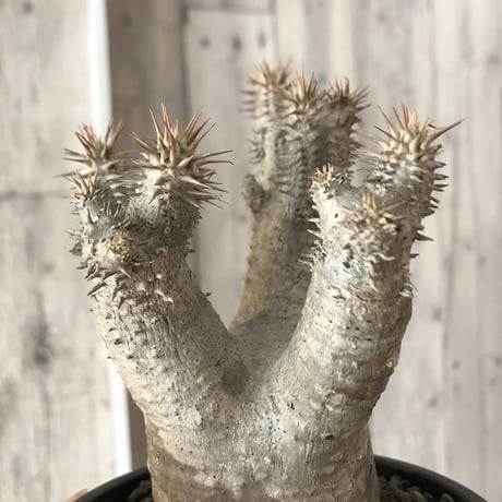 packypodium  gracilius《M  size》※現地球発根済株‼︎※四つ枝でバランス良き、可愛い白肌グラキ※mad black pot植え