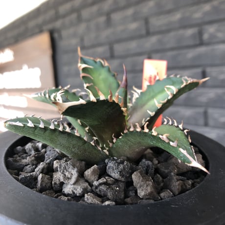 agave titanota redcatweezle 《小さめM size》※現地球発根後店主国内管理1年株※締まりも良くbalanceの取れた赤猫※mad black bowl pot植え
