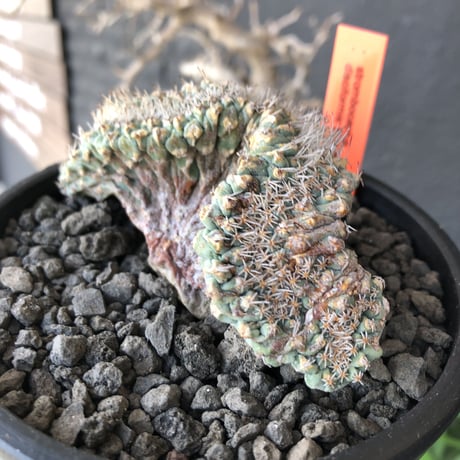 strombocactus 菊水《L size》※驚愕激希少‼︎現地球発根済株※店主国内管理7年株※実生菊水でなく希少性高さ現地球株の更にbigな綴化株‼︎※mad black pot植え