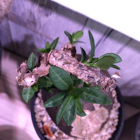 packypodium  bispinosum