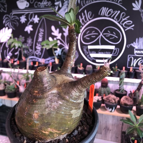 packypodium  gracilius《L size》※現地球発根済株※店主国内管理3年株※激ウェイト低き可愛さと最高バランスな極ぼってり樹形選抜株※mad black bowl pot植え
