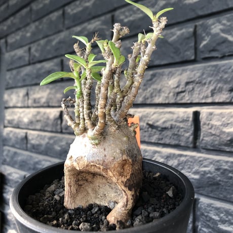 pachypodium bispinosum 《小さめM size》※現地球発根後店主国内管理3年株※生き様強く感じるエグれ球体株※mad black pot植え