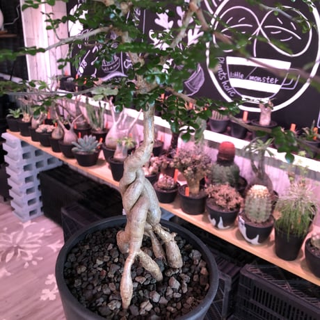 opercullicarya   decaryi  littmon  seed🌱  《4年株》※成長早く例年変化を感じながら育てられる上、幹幅も太く育った良株※mad  black  pot植え