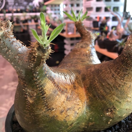 packypodium  gracilius《LL size》triple-he'd株※現地球発根済株※店主国内管理3年株※良バランス現地焼け＆短枝ぼってり※mad black bowl pot植え