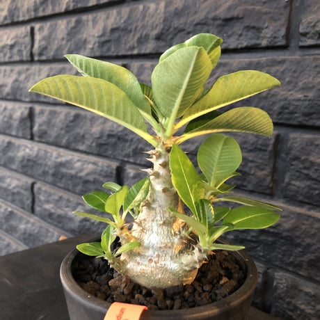 packypodium  windsori i《M size》発根済み株※（限定①株）ヤバイウィンゾリー‼︎  ※mad  black  pot植え   リトモンお墨付株‼︎