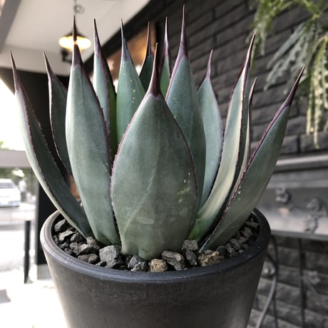 agave   blue ember《M size》
