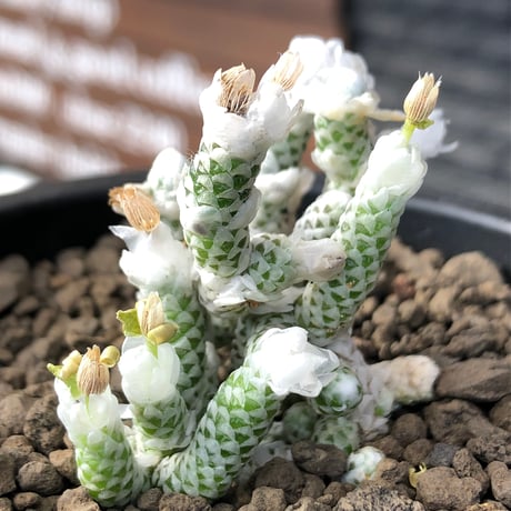 avonia recurvata ssp.buderiana《M size》希少種‼︎※現地球株発根済※肉厚で鱗の様な綺麗模様に白花を咲かせるかわいく太め塊根な一株※black pot植え