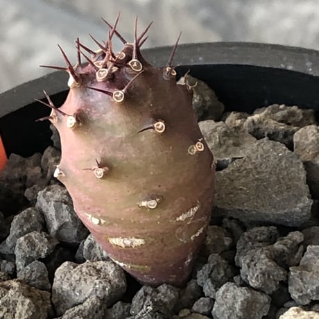 euphorbia  pachypodioides《S size 》※littmon seed🌱※まだまだ小振りが故に今後の成長過程をより感じられる一株※mad black pot植え