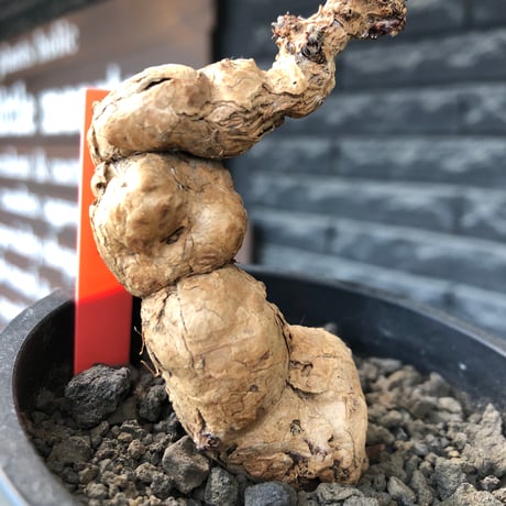 pelargonium  nova《L size》※現地球株発根済※丁度年月かけ脱皮後のためツルツル表皮も愛らしい大株※black pot植え
