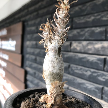 sesamothamnus rivae《小さめM size》※現地球株発根済※小振り現地球株は逆に珍しく白く美しくも味深き表皮のメクれが堪らなく枝振りも良き一株※black pot植え