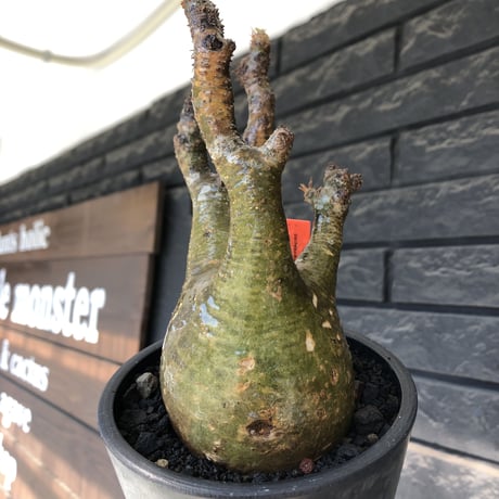 pachypodium gracilius《M size》※希少‼︎極green肌&良樹形※現地球発根後店主国内管理3年株※くっくりgreen肌が堪らなくエグい一株※mad black pot植え