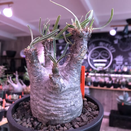 packypodium  gracilius《M size》※現地球発根済株※店主国内管理3年株※短枝＆激レア360°ロゼット枝のweight低き最高balance株※mad black pot植え