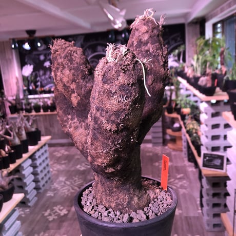 xerophyta  trichophylla《L size》※最強靭株‼︎再来‼︎　限定1株　※mad black pot植え