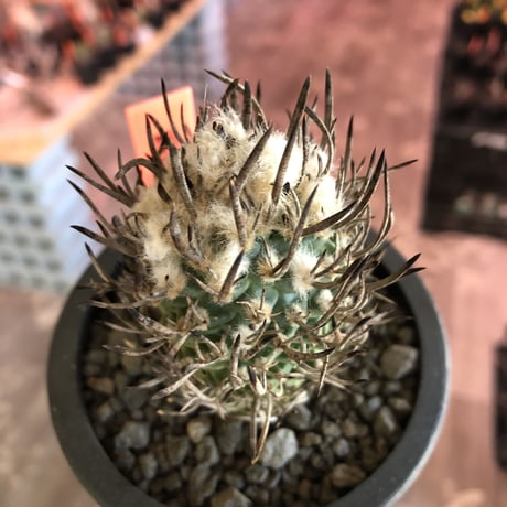 turbinicarpus 昇竜丸《大きめM size》※littmon seed9年株※選抜特選株※丸み強き低重心に育ってくれ太黒棘も堪らない一株※mad black pot植え