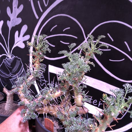 sarcocaulon  herrei《L size》