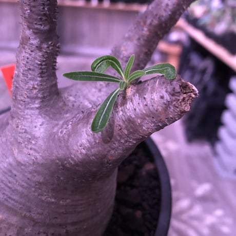 packypodium  gracilius《大きめM size》※現地球発根済み株‼︎ ※短枝で大きなでっぷりトトロ体型が愛くるしいグラキ※mad black pot植え