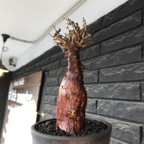mestoklema tuberosum《M size》※現地球発根後店主国内管理4年株※栗のようなツヤ深き綺麗肌&エグれ傷が堪らなく冬季も動く唯一無二な希少灌木※mad black pot植え