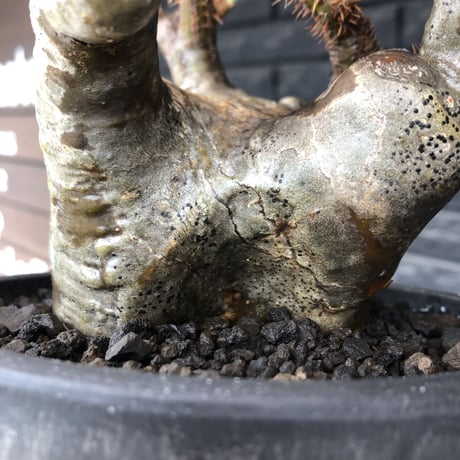 pachypodium gracilius《L size》※現地球発根後店主国内管理4年株※ぼってり偏平樹形にガクガク枝振りが堪らない一株‼︎※mad black bowl pot植え