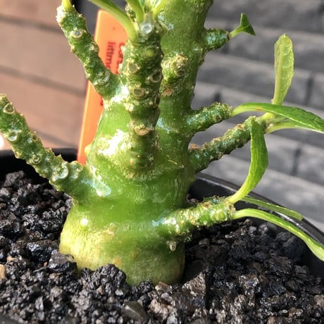 希少‼︎dorstenia gigas《小さめL  size》littmon  seed🌱9年株※極太ぼってり株元に良枝振りなリトモン渾身の一株※mad black pot植え