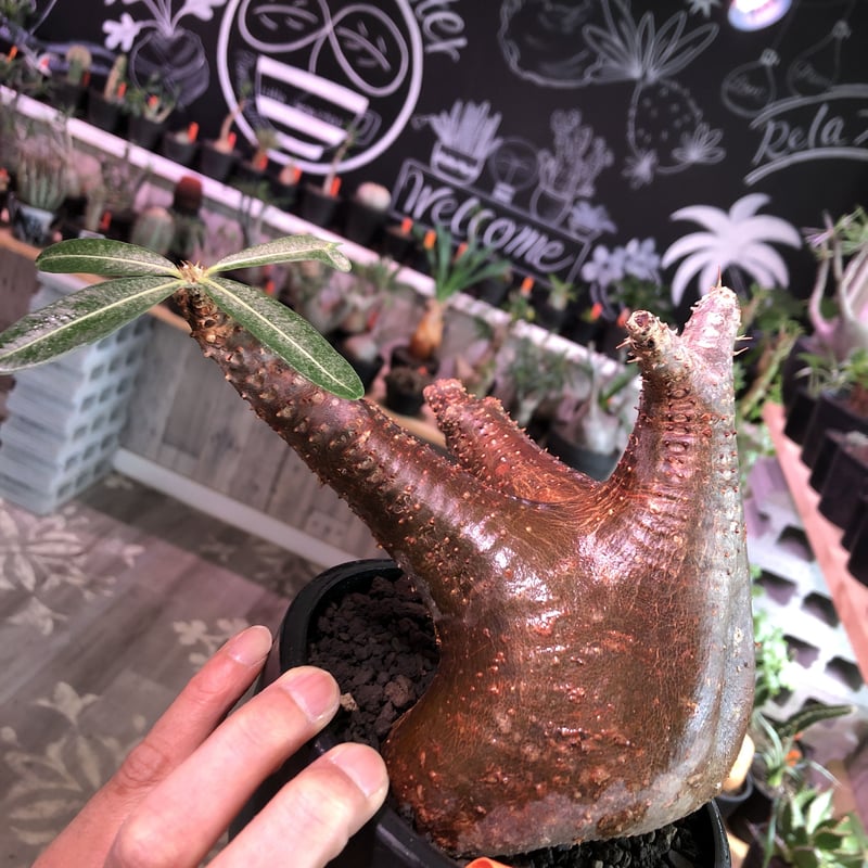 packypodium makayense《L size》驚愕赤肌‼︎※現地球発根済株‼