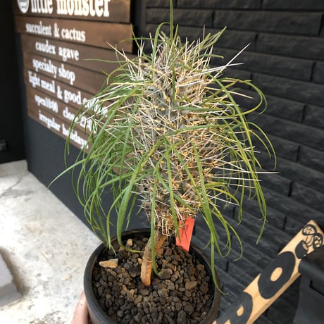 didierea  madagascariensis《大きめM size》※激希少株※シルバーの棘に覆われたイカした奴　※mad  black  pot植え