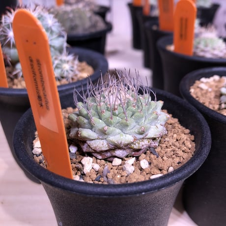 stronbo cactus  菊水（S size）