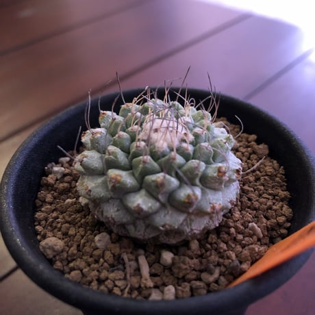 stronbo cactus  菊水（S size）