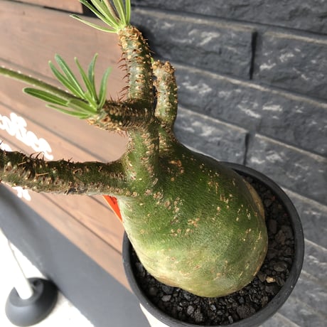 pachypodium gracilius《L size》希少green肌&ぼってり樹形※現地球発根後店主国内管理5年株※大変綺麗でbigなツル肌グラキ※mad black bowl pot植え