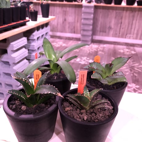 agave   littmon ４株set🌵《titanota.赤猫.BB.parryi》※セットのみ販売‼︎※mad black pot植え