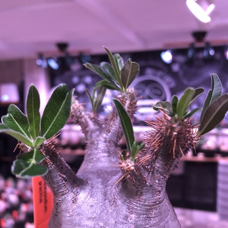 pachypodium  gracilius《M size》極短枝＆ぼってり樹形※現地球発根済株※店主国内管理3年株※美肌でとびきりぼってりなbalance良き一株※mad black pot植え