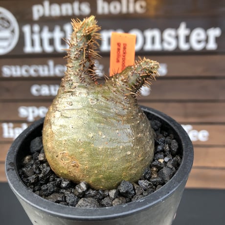 pachypodium gracilius《大きめS size》希少‼︎ニ頭枝 &green肌※現地球発根済株※店主国内管理2年株※ぼってり樹形で捻くれた感が堪らない※mad black pot植え