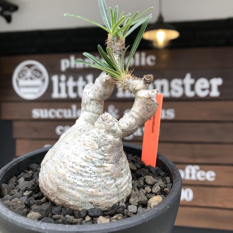 pachypodium gracilius《大きめS size》※希少‼︎白肌株※現地球発根後店主国内管理2年株※絶妙な捻くれ枝振り&美しい純白が堪らない※mad black bowl pot植え