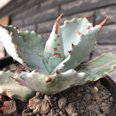 agave  isthmensis《M size》※現地球発根後店主国内管理2年株※weight低く締まり纏まり良き良バランス※mad black pot植え