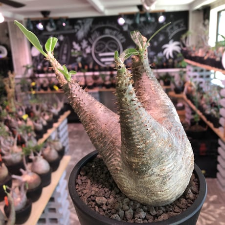 packypodium   makayense《M size》※現地球発根済株※店主国内管理2年株※手乗りサイズの丁度良きサイズ感‼︎立体的マカイらしい樹形‼︎※mad black pot植え