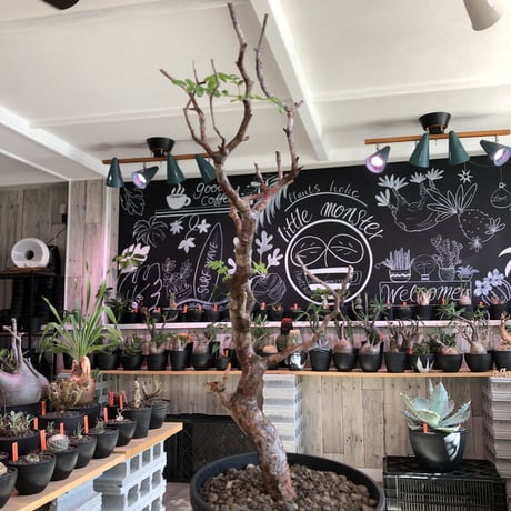 commiphora   monstrosa《 M  size》※現地球発根済株※店主国内管理3年株※weight低く幹も太めな枝振りバランス良きモンスト‼︎※black tall pot植え