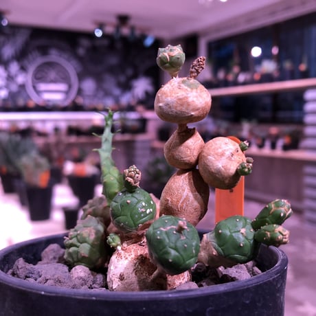 euphorbia   globosa