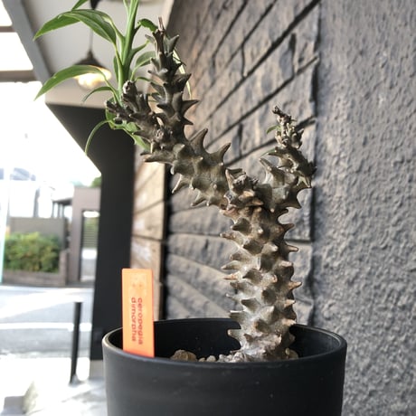 ceropegia   dimorpha《M size》