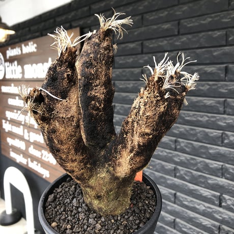 xerophyta  trichophylla《S size》※現地球発根済株※驚愕強靭株※枝振り良くスマートなweightもlow‼︎かわいい小振りサイズ※mad black pot植え