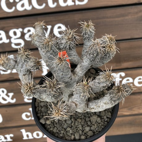 euphorbia  guillauminiana《M size》※現地球発根済株※店主国内管理4年株※溶岩質の土壌育ちの現地球株らしい表皮＆太め枝振りが堪らない※mad black pot植え