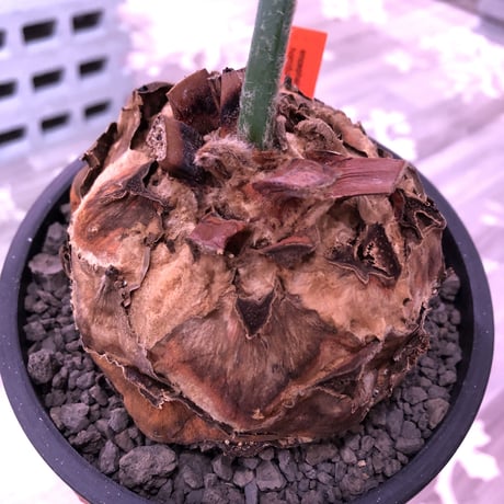 encephalartos   horridus《L size》希少※国内管理2年株‼︎超球体美株‼︎※mad black bowl pot植え
